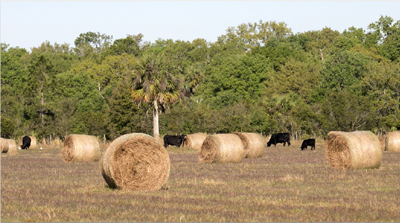 cattle and hay bales