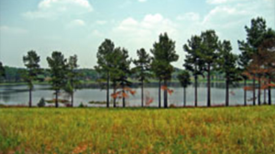 Wilson Lake Plantation