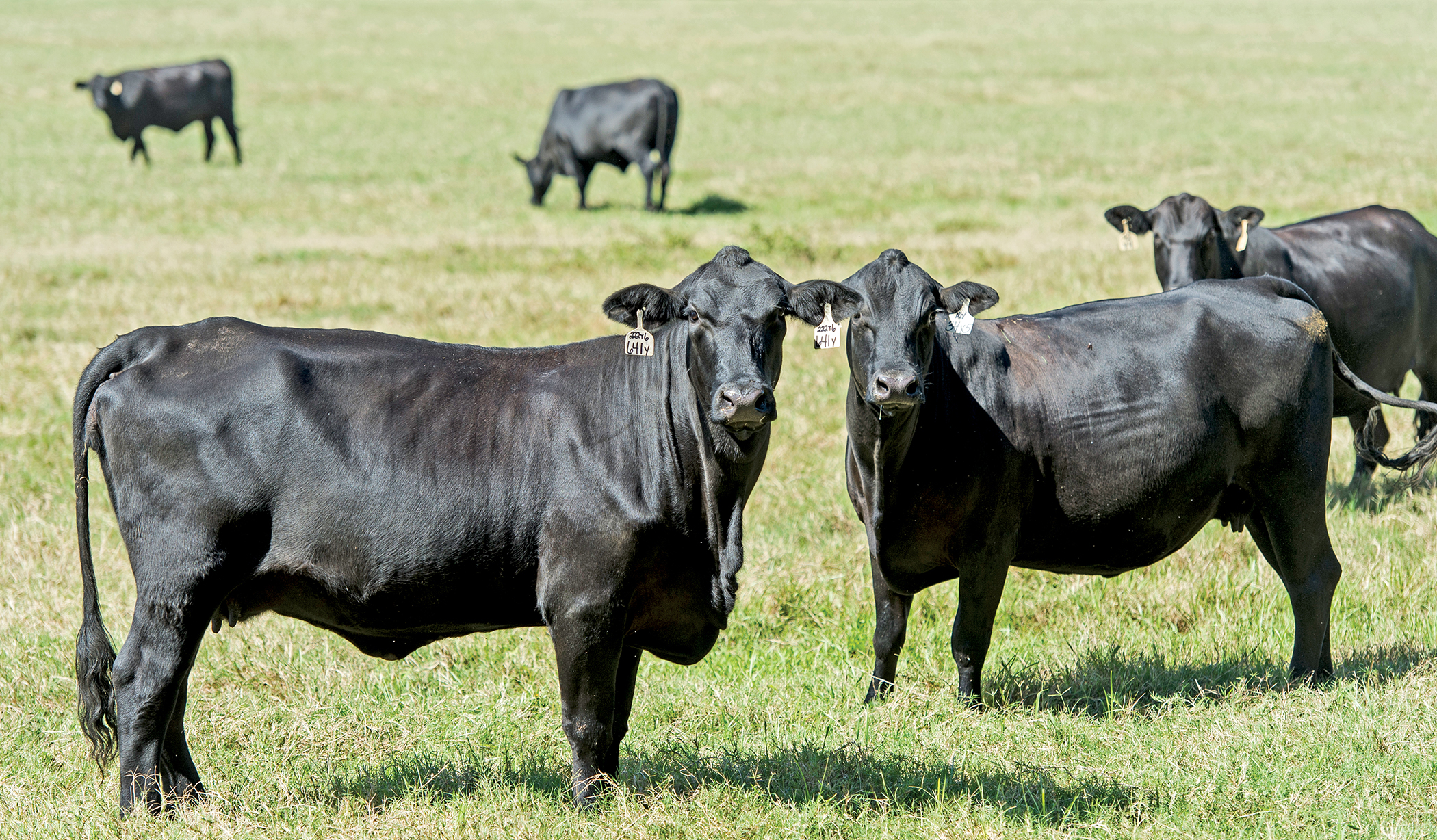 Southern Cattle Lands - Galleries - Jon Kohler & Associates