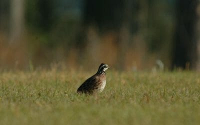 Boots on the Ground: New Initiatives to Save the Bobwhite