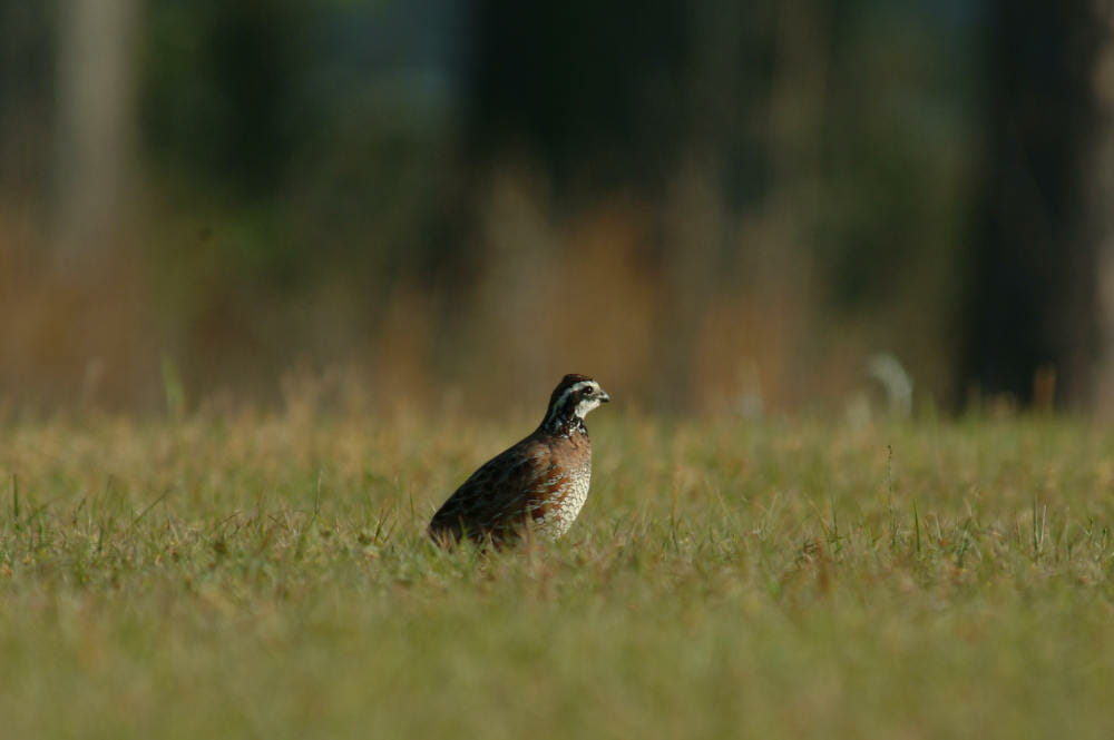 Boots on the Ground: New Initiatives to Save the Bobwhite