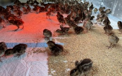 Raising Quail, A Family Tradition